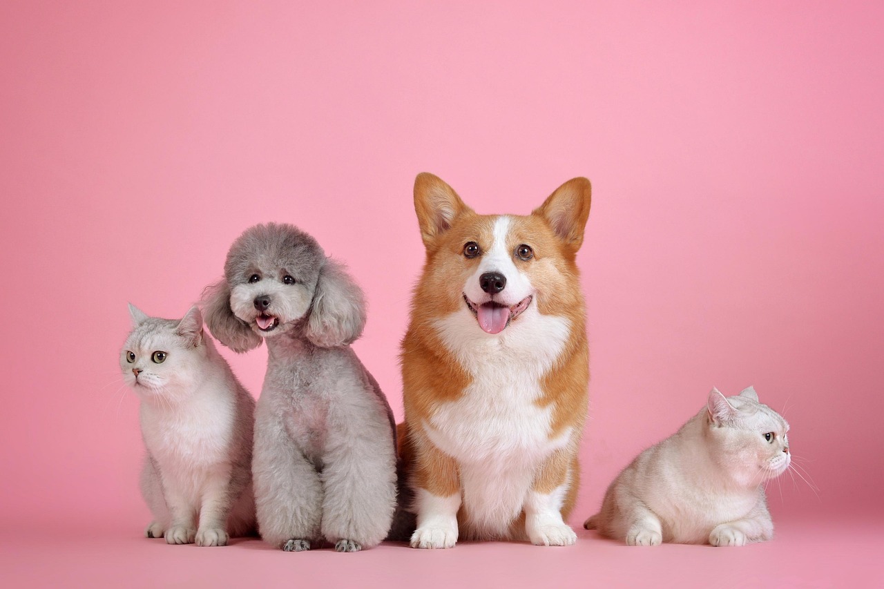 pets dog cat